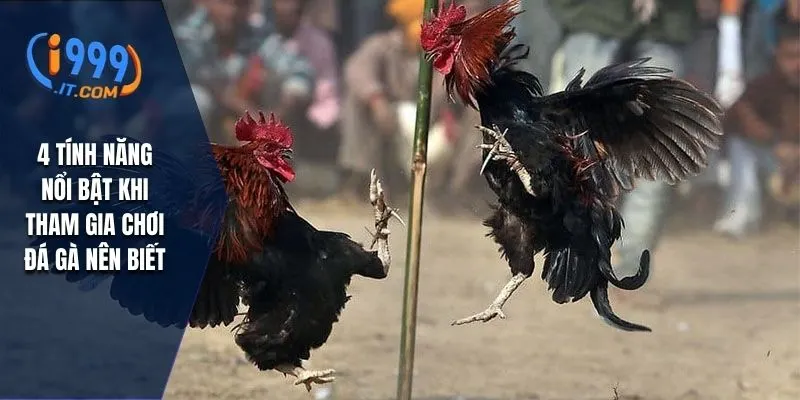 4 tính năng nổi bật khi tham gia chơi đá gà nên biết