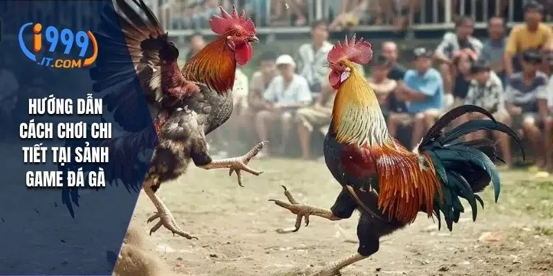 Hướng dẫn cách chơi chi tiết tại sảnh game đá gà