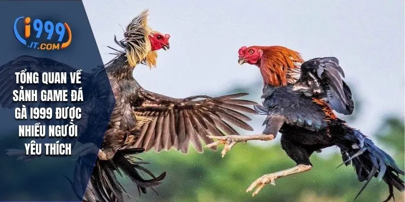 Tổng quan về sảnh game đá gà I999 được nhiều người yêu thích