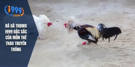 Đá Gà Thomo i999