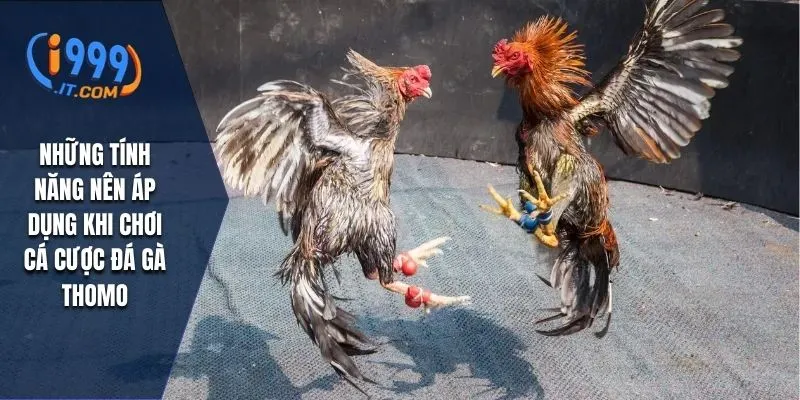 Đá Gà Thomo i999 Đặc Sắc Của Môn Thể Thao Truyền Thống 4 Top lợi ích nhận được khi tham gia chơi đá gà thomo i999