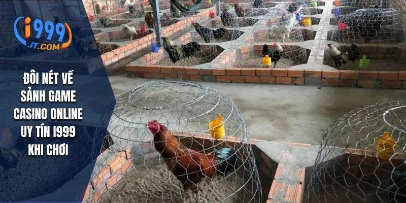 Cách Nạp Carbo Cho Gà Đá i999 Bí Quyết Tăng Sức Mạnh Cho Kê 1 Hiểu rõ về cách nạp carbo cho gà đá i999 là gì khi nuôi gà