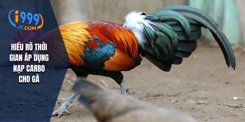 Cách Nạp Carbo Cho Gà Đá i999 Bí Quyết Tăng Sức Mạnh Cho Kê 3 Hiểu rõ thời gian áp dụng nạp carbo cho gà