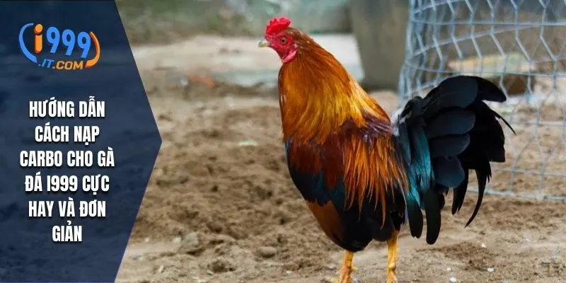 Cách Nạp Carbo Cho Gà Đá i999 Bí Quyết Tăng Sức Mạnh Cho Kê 2 Hướng dẫn cách nạp carbo cho gà đá i999 cực hay và đơn giản