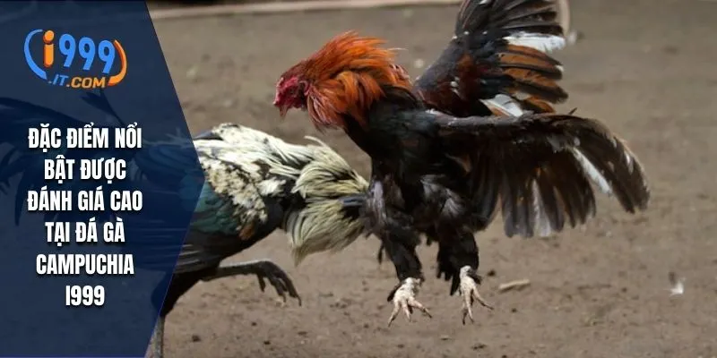 Đặc điểm nổi bật được đánh giá cao tại đá gà campuchia I999