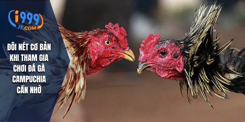 Đôi nét cơ bản khi tham gia chơi đá gà campuchia cần nhớ